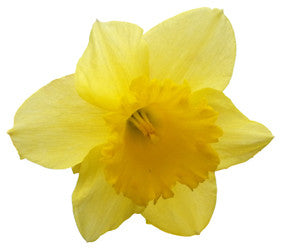 Spring Is Here - Time to Get Your Bloom On