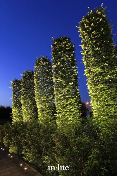 Atmospheric lighting by in-lite. BIG SCOPE NARROW 12v fixtures featured in a night photograph of a garden pathway. A line of five tall, narrow, column-shaped trees recedes into the distance, strongly lit from below by in-ground spotlights along a paved path and a lower shrub hedge. The bright green foliage of the trees and shrubs glows against a deep blue, clear twilight sky.