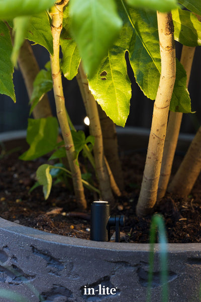 Atmospheric lighting by in-lite. MICRO SCOPE 12v outdoor spotlight micro-design luminaires uplighting a Japanese Aralia, creating massive visual impact in a small container pot. The dramatic uplighting This creates a glowing canopy effect and casts dramatic, oversized shadows on nearby surfaces.