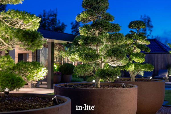 Atmospheric lighting by in-lite. MINI SCOPE 12v outdoor spotlight luminaires illuminating meticulously sculpted trees planted in large TORC Pots. The dramatic uplighting emphasizes the sculptural, architectural quality of the trunks and the distinct separation of the foliage clouds, creating a brilliant focal point in large outdoor planters situated in a high end landscape design.