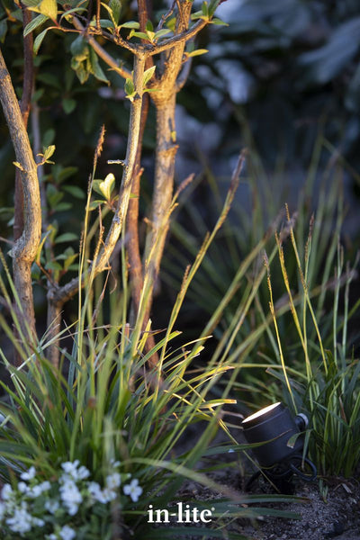 Atmospheric lighting by in-lite. MINI SCOPE 12v outdoor spotlight luminaire illuminating a multi-stemmed woody plant. An atmospheric close-up that perfectly shows how lighting can highlight texture in a garden. The way the spotlight is angled upward to graze the bark and catch the underside of the leaves is a classic technique to create depth at night.